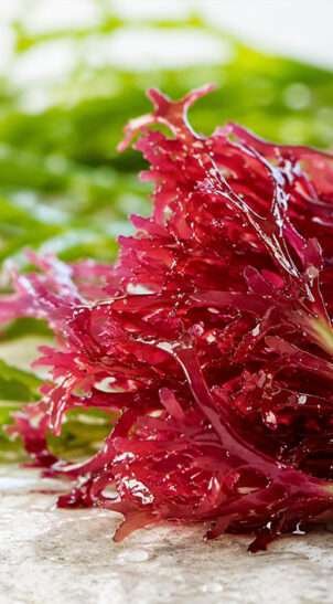 Chondrus Crispus